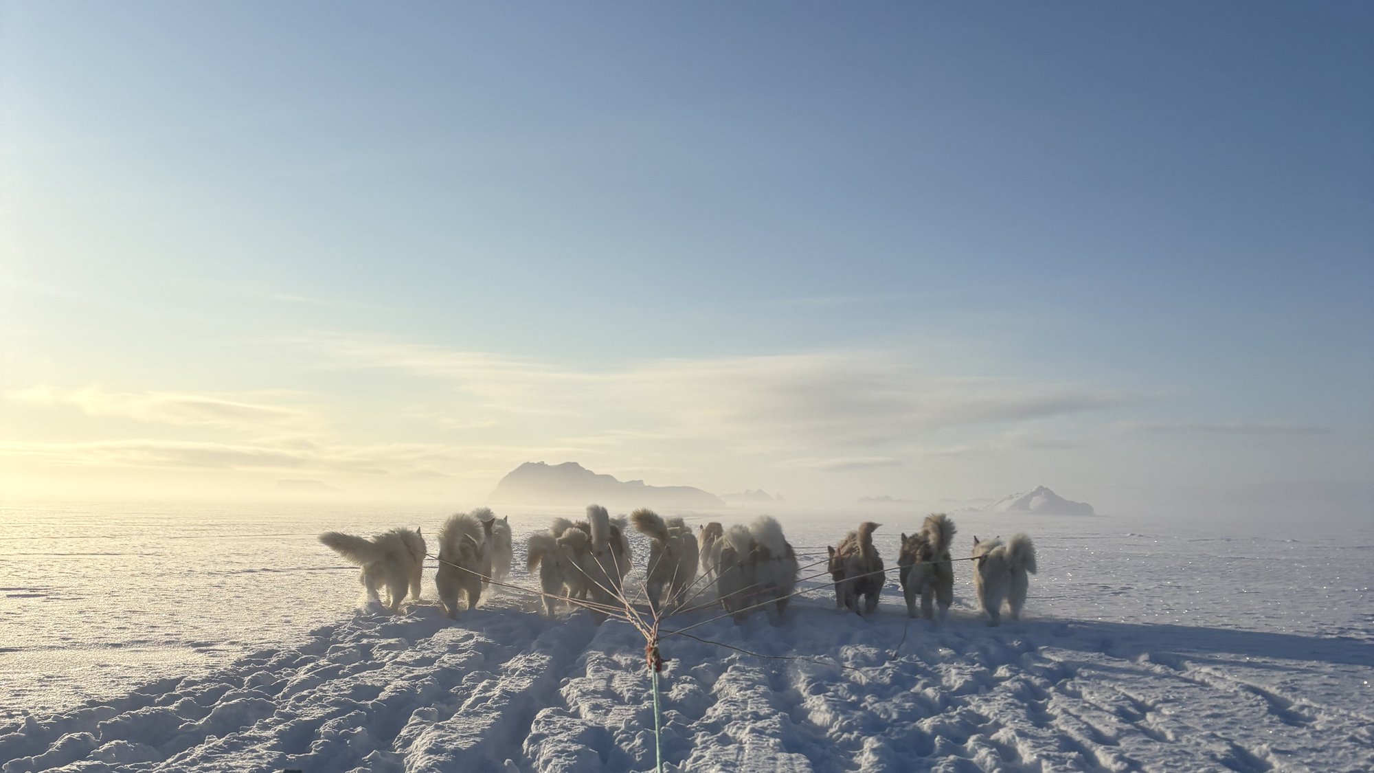 A team of sled dogs pulling across the sea ice of Melville Bay, north Greenland, under a low Arctic sun.